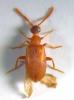 Aderus populneus